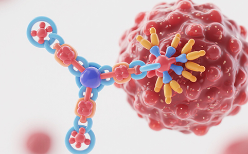 ADC Target Cell Models
