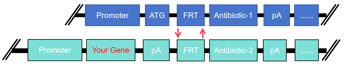 Reorganization process.png