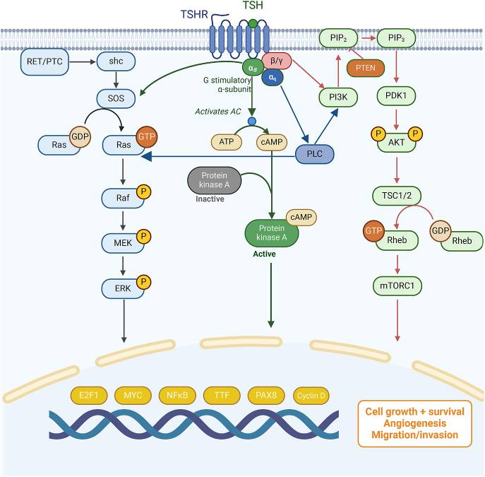 TSHR Structure and Function.png