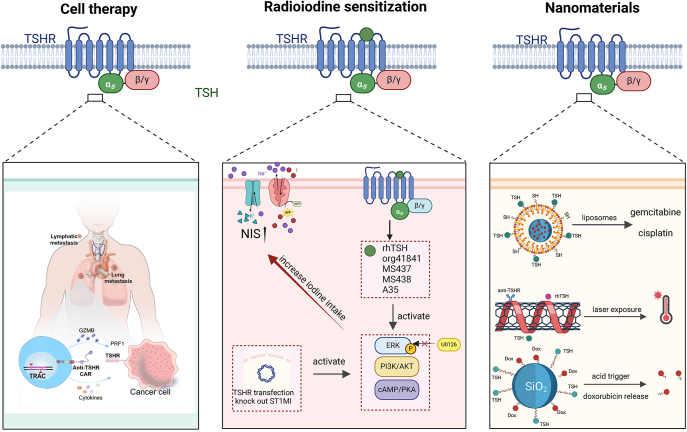 Advances in drug development targeting TSHR.png