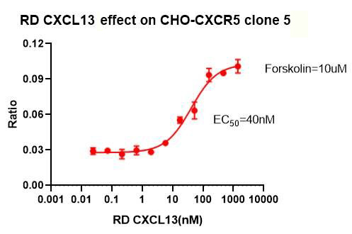CHO-K1 Human CXCR5 Cell Line