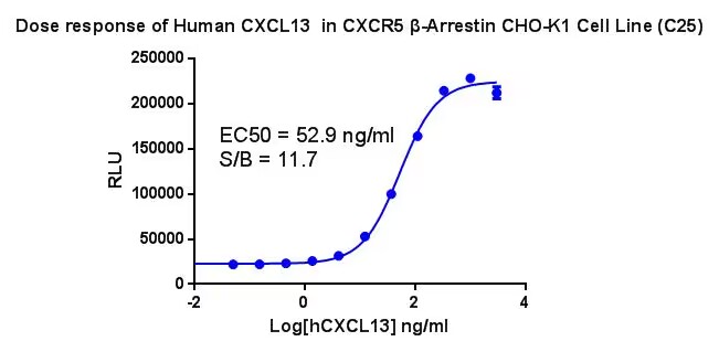 CHO-K1 Human CXCR5 β-Arrestin Cell Line