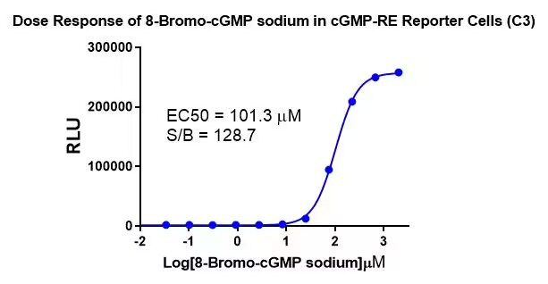 HEK293 Human cGMP-RE Reporter Cell