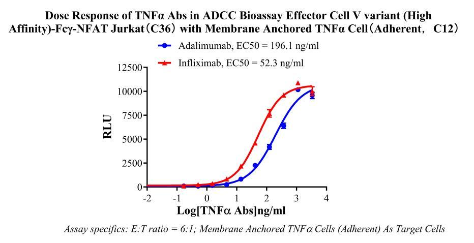 Jurkat E6.1 Human ADCC Bioassay Effector Cell V variant (High Affinity)-Fcγ-NFAT Cell