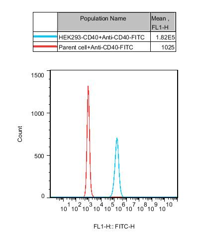 HEK293 Human CD40 Cell