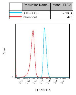 CHO-K1 Human CD80 Cell