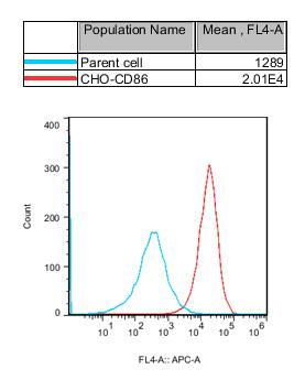 CHO-K1 Human CD86 Cell