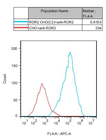 CHO-K1 Human ROR2 Cell