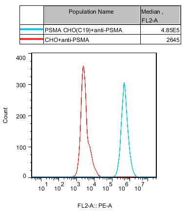 CHO-K1 Human PSMA Cell