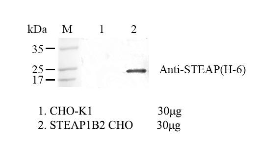 CHO-K1 Human STEAP1B2 Cell