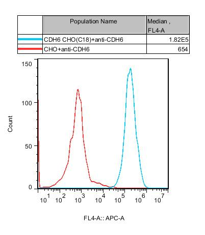 CHO-K1 Human CDH6 Cell