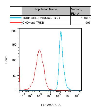 CHO-K1 Human TRKB Cell