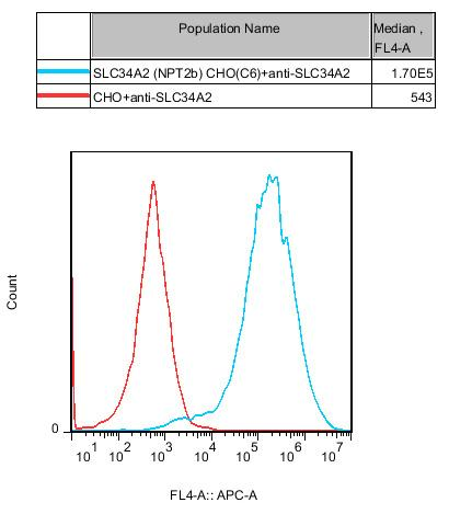CHO-K1 Human SLC34A2(NPT2b) Cell