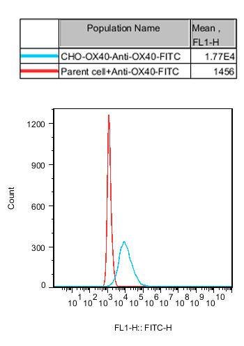 CHO-K1 Human OX40 Cell