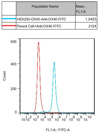 HEK293 Human OX40 Cell