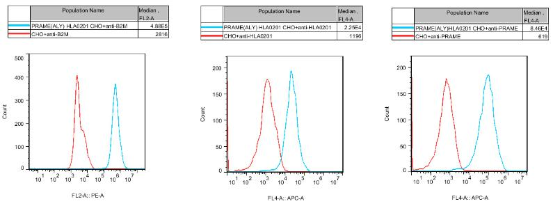 CHO-K1 Human PRAME(ALY) HLA0201 Cell