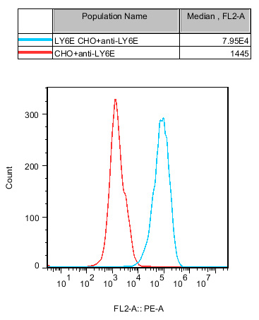 CHO-K1 Human LY6E Cell