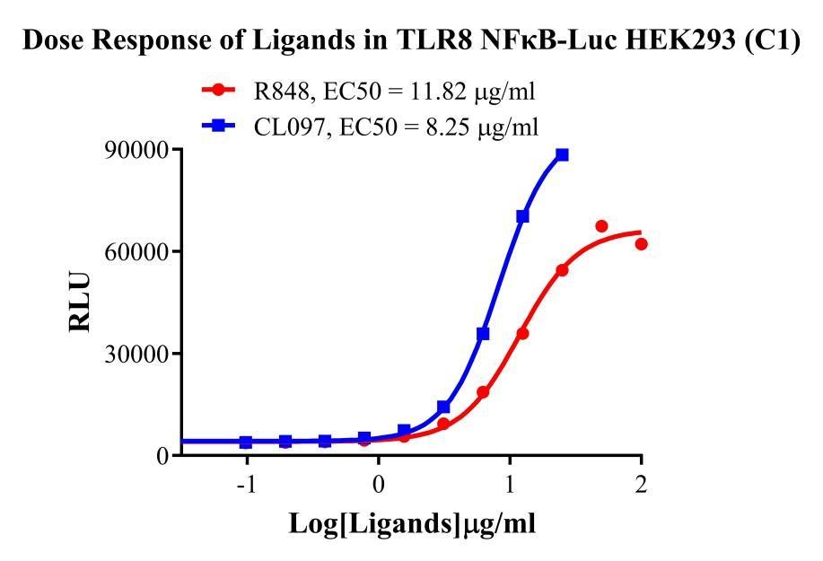 HEK293 Human TLR8/NFκB-Luc  Cell