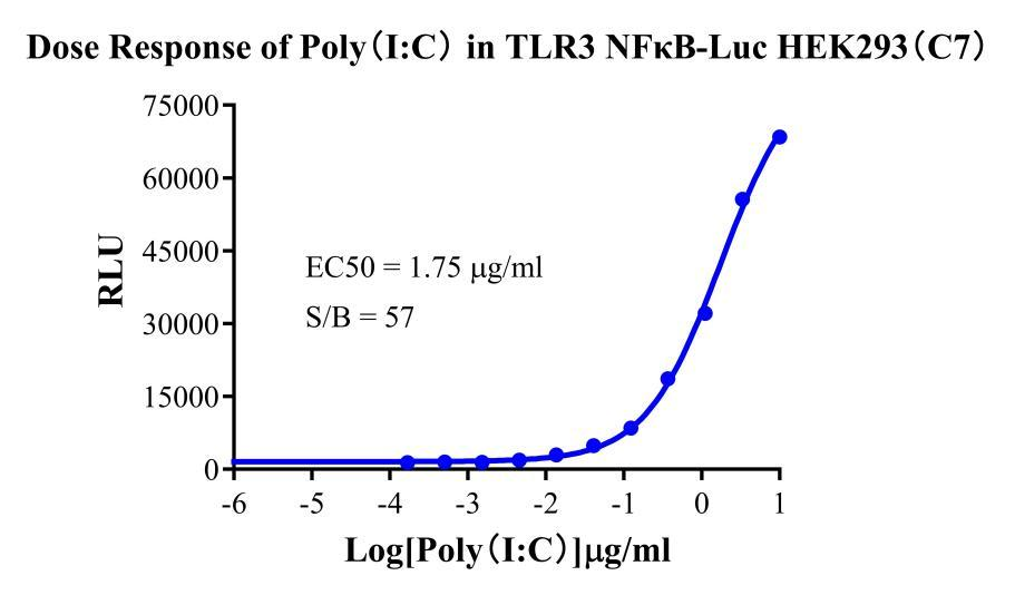 HEK293 Human TLR3/NFκB-Luc Cell