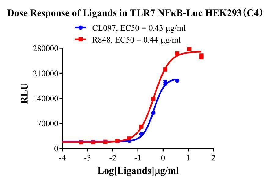 HEK293 Human TLR7/NFκB-Luc Cell