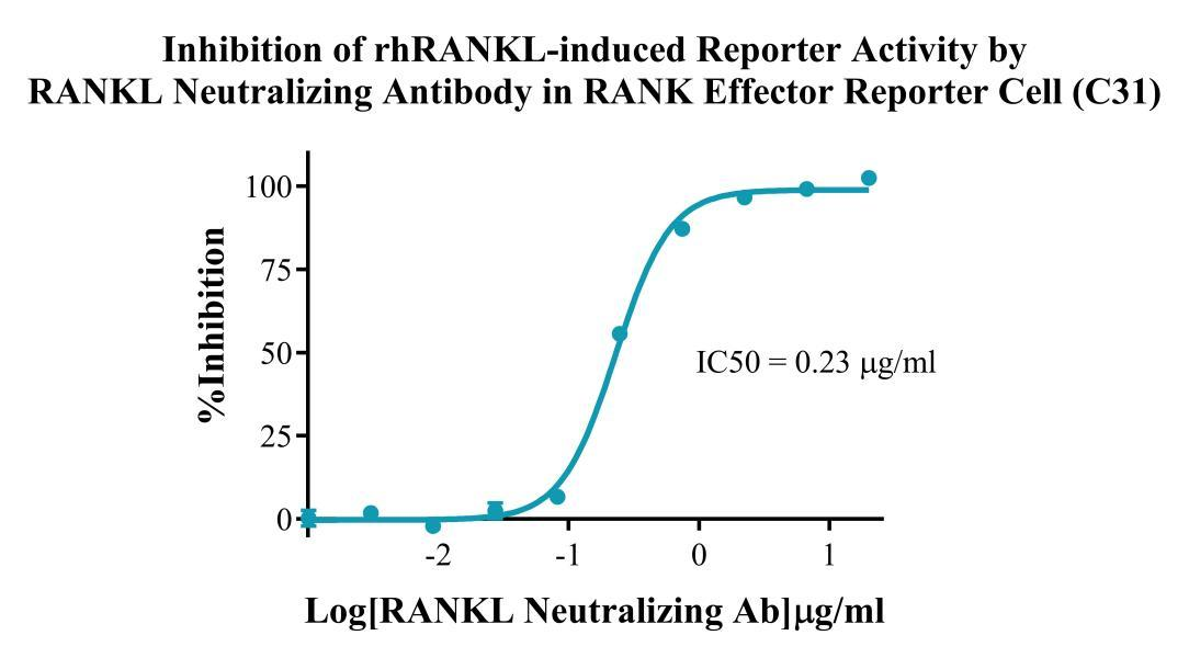 HEK293 Human RANK Effector Reporter Cell