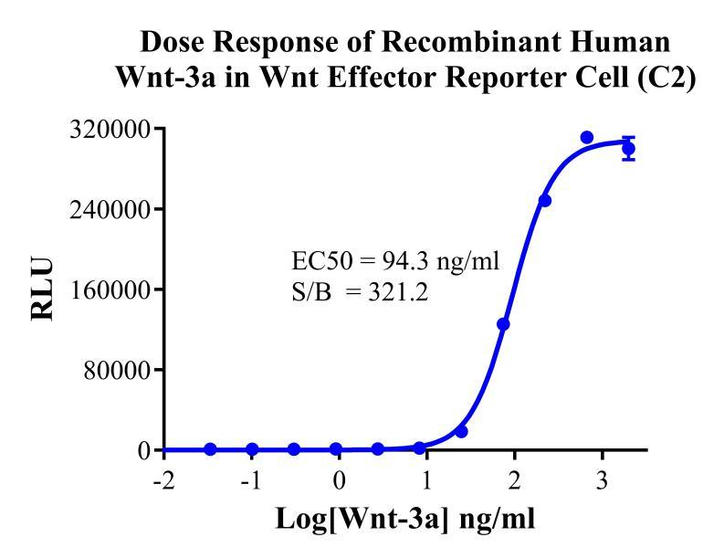 HEK293 Human Wnt Effector Reporter Cell