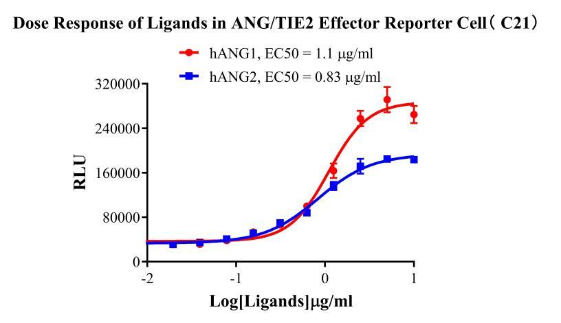 HEK293 Human ANG/TIE2 Effector Reporter Cell
