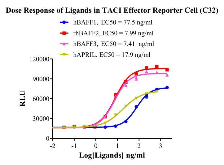 Jurkat E6.1 Human TACI Effector Reporter Cell