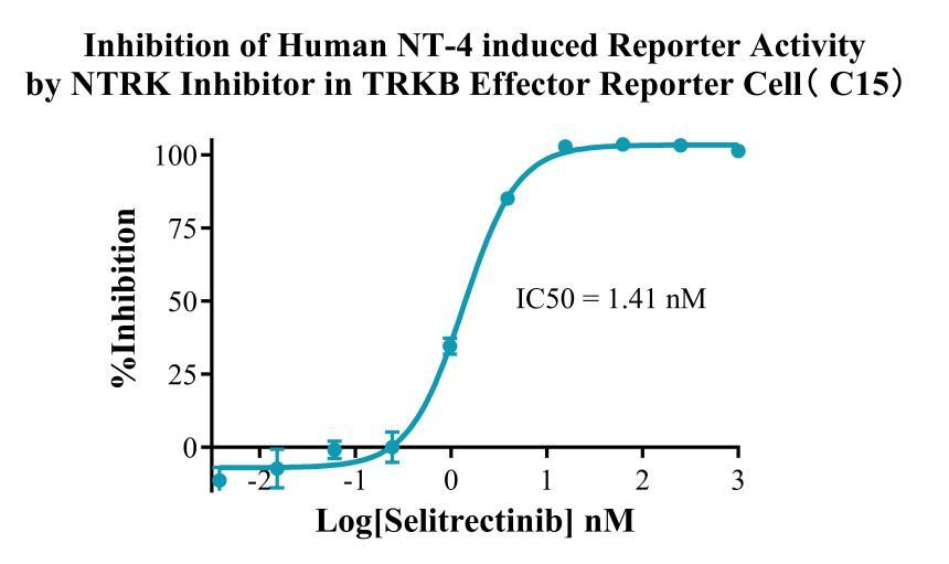 HEK293 Human TRKB Effector Reporter Cell