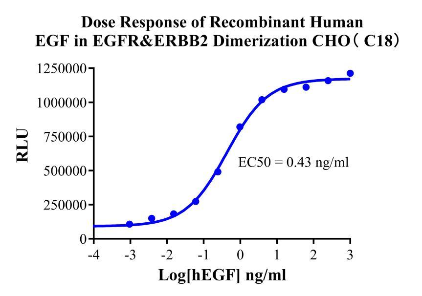 CHO-K1 Human EGFR & ERBB2 Dimerization Cell