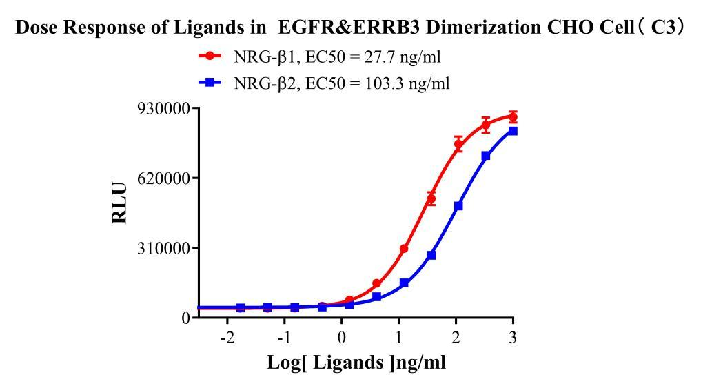 CHO-K1 Human EGFR&ERBB3 Dimerization Cell