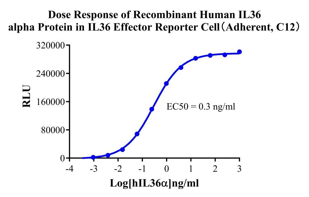 IL36 Effector Reporter Cell(Adherent) Cell
