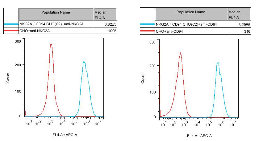 CHO-K1 Human NKG2A/CD94 Cell