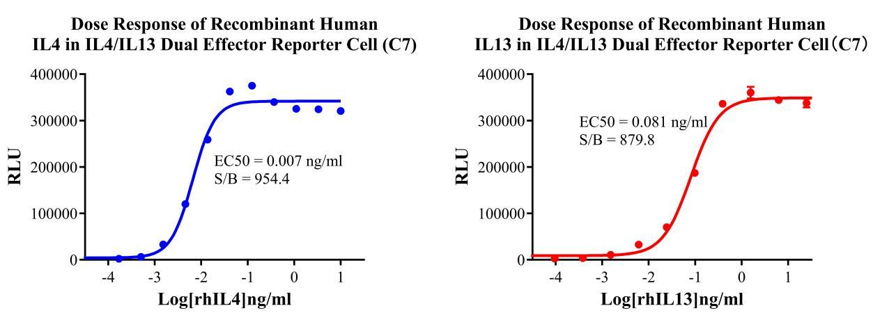 HEK293 Human IL4/IL13 Effector Reporter Cell