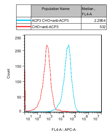 CHO-K1 Human ACP3 Cell