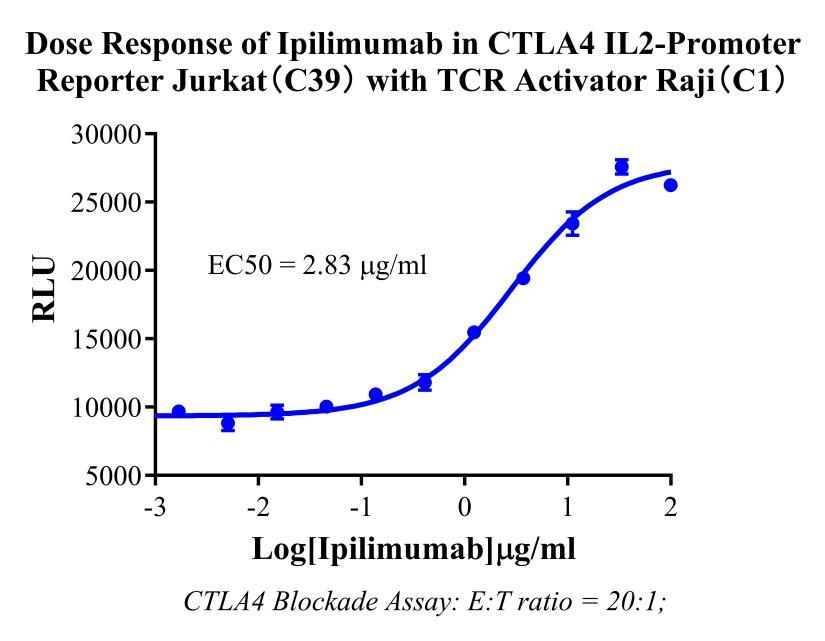 Raji Human TCR Activator Cell