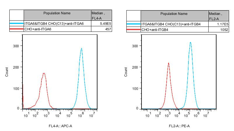 CHO-K1 Human ITGA6&ITGB4 Cell