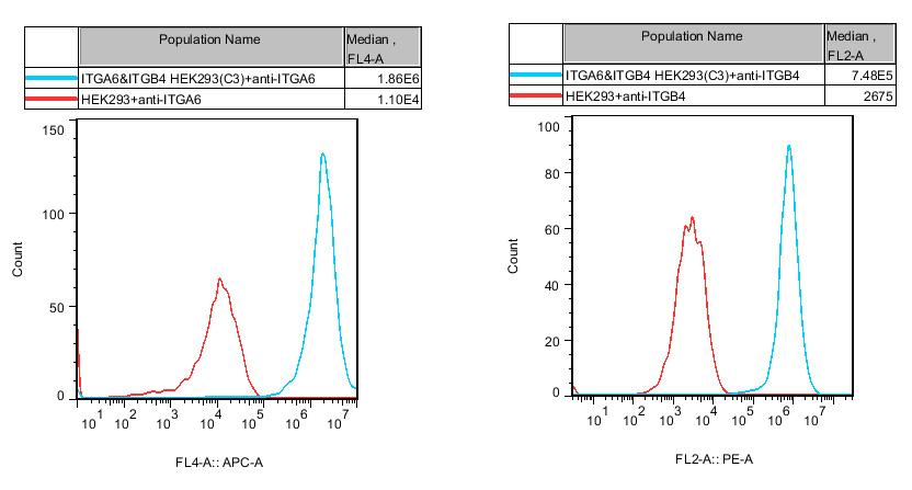 HEK293 Human ITGA6&ITGB4 Cell