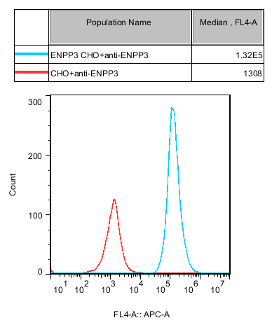 CHO-K1 Human ENPP3 Cell