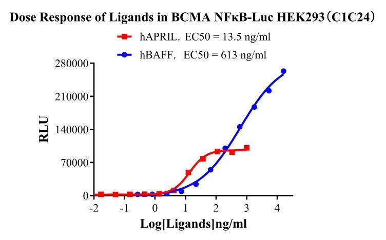 HEK293 Human BCMA/NFκB-Luc Cell