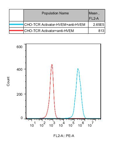 CHO-K1 Human HVEM/TCR Activator Cell