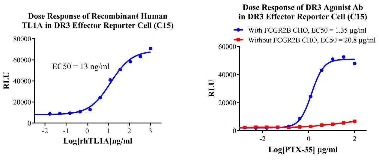 Jurkat E6.1 Human DR3 Effector Reporter Cell