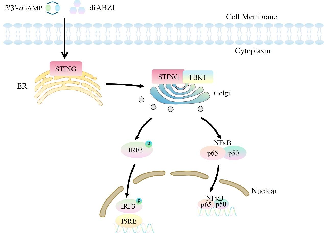 THP-1 Human ISRE-Luc/NFκB-SEAP Cell