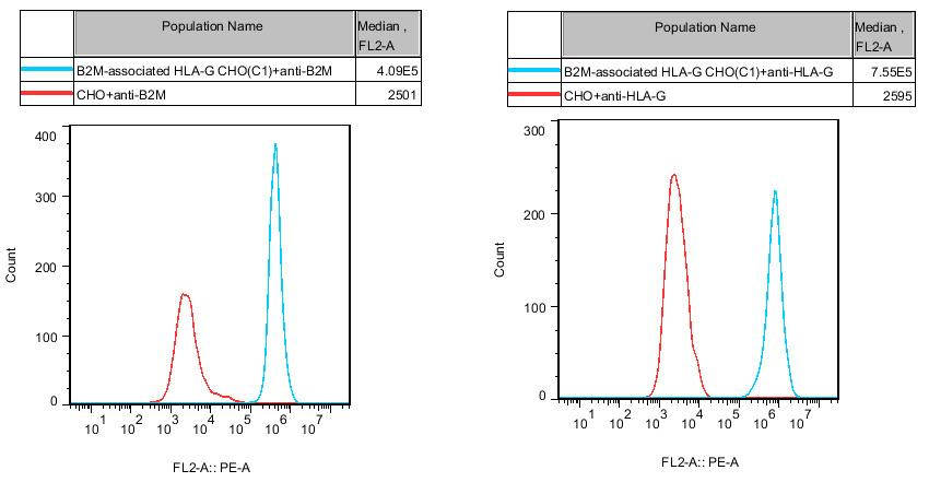 CHO-K1 Human B2M-associated HLA-G Cell