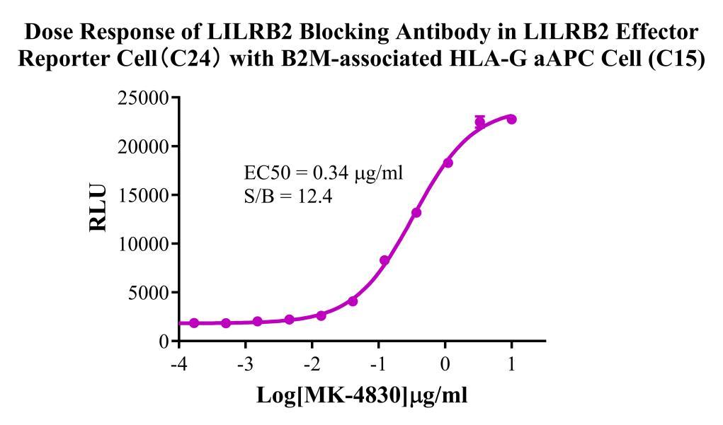 CHO-K1 Human B2M-associated HLA-G/aAPC Cell