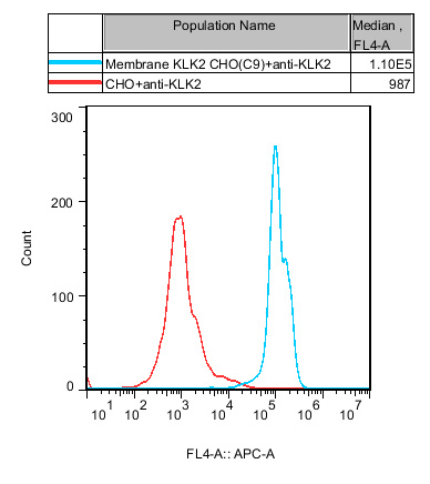 CHO-K1 Human Membrane KLK2 Cell
