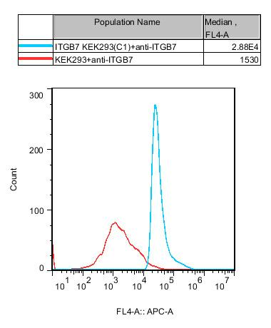 HEK293 Human ITGB7 Cell