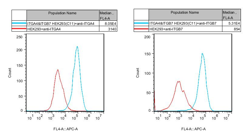 HEK293 Human ITGA4&ITGB7 Cell