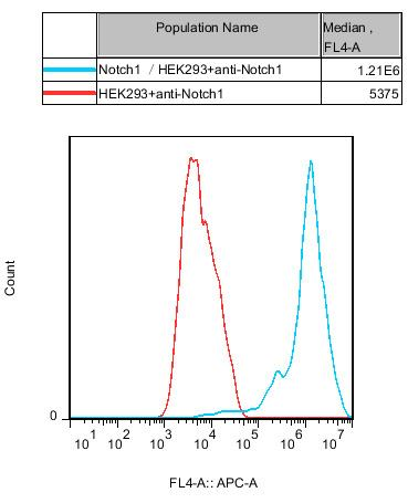 HEK293 Human Notch1 Cell