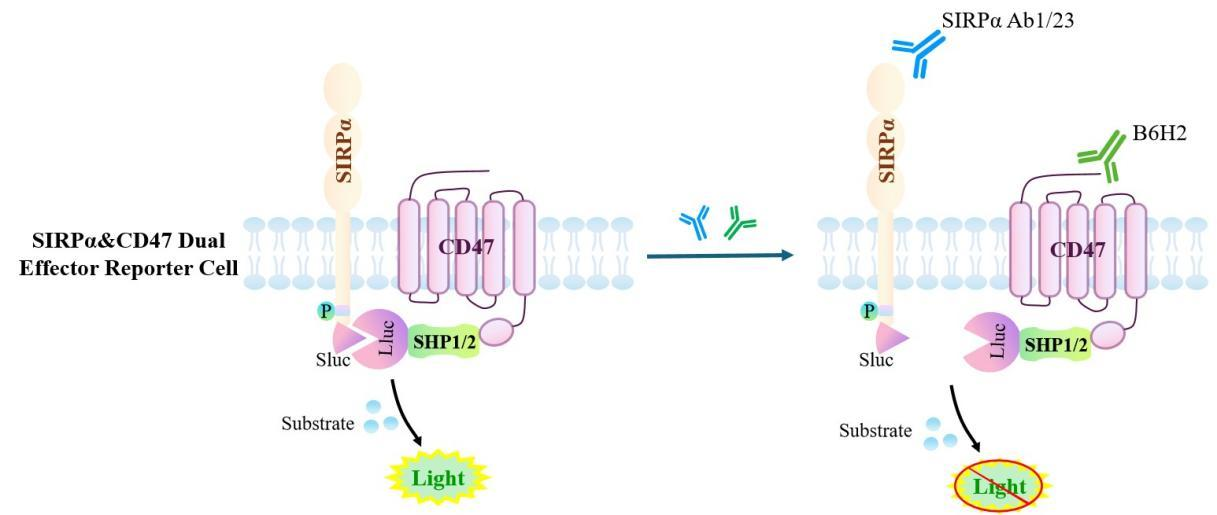 Jurkat E6.1 Human SIRPα&CD47 Dual Effector Reporter Cell